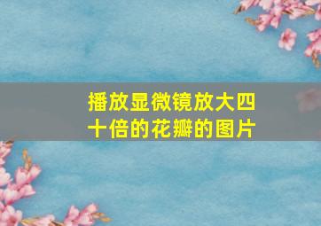 播放显微镜放大四十倍的花瓣的图片