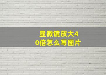 显微镜放大40倍怎么写图片