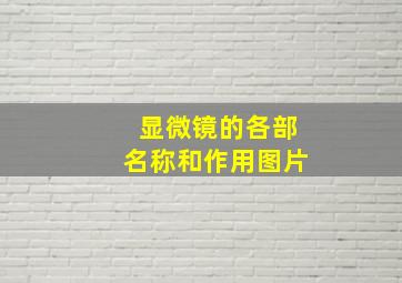 显微镜的各部名称和作用图片