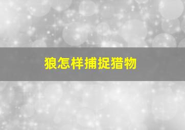 狼怎样捕捉猎物