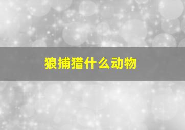 狼捕猎什么动物