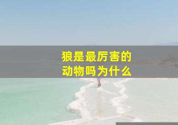 狼是最厉害的动物吗为什么