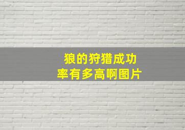 狼的狩猎成功率有多高啊图片