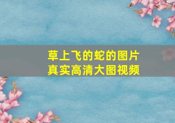 草上飞的蛇的图片真实高清大图视频