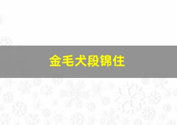 金毛犬段锦住