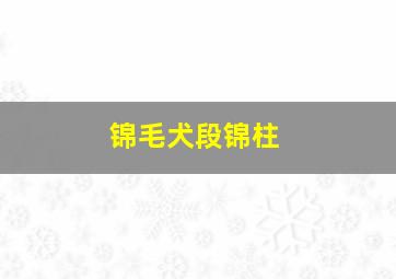 锦毛犬段锦柱