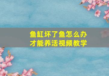 鱼缸坏了鱼怎么办才能养活视频教学